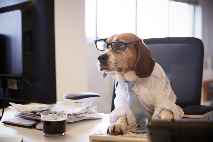 Beagle Dressed As Businessman Watching Computer